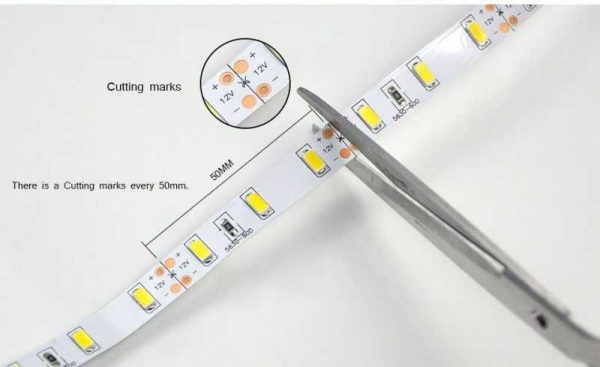 cat led day dan